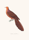 Colombe Phasianelle