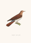 Colombe Souris.