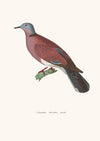 Colombe Terrestre Female