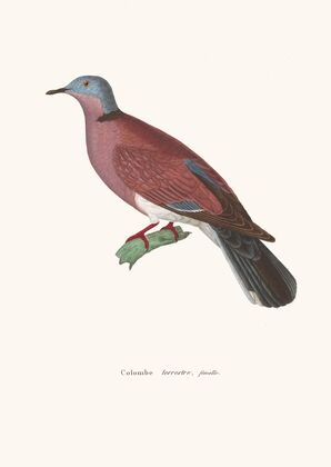 Colombe Terrestre Female