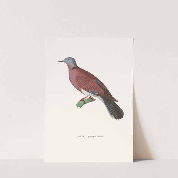 Colombe Terrestre Female by Coenraad Jacob Temminck