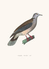 Colombe Terrestre Male