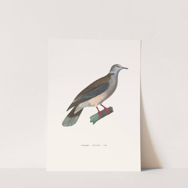 Colombe Terrestre Male by Coenraad Jacob Temminck