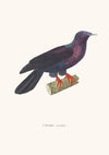 Colombe Violette.