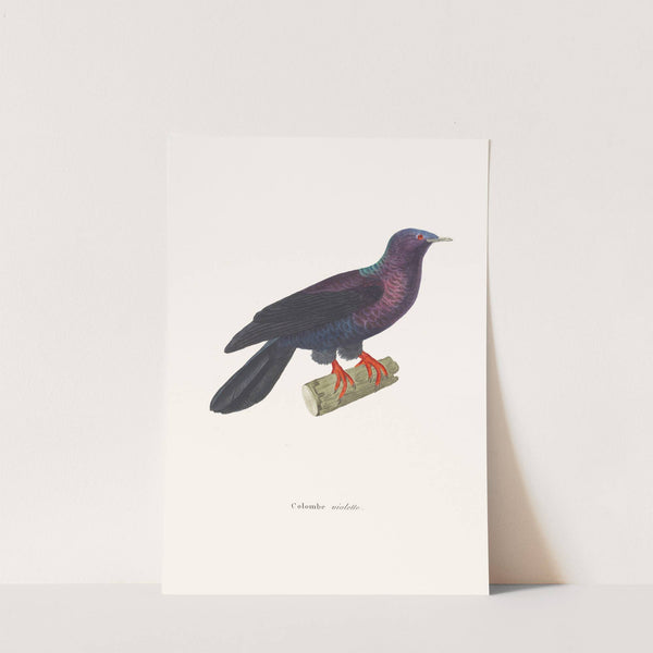 Colombe Violette. by Coenraad Jacob Temminck