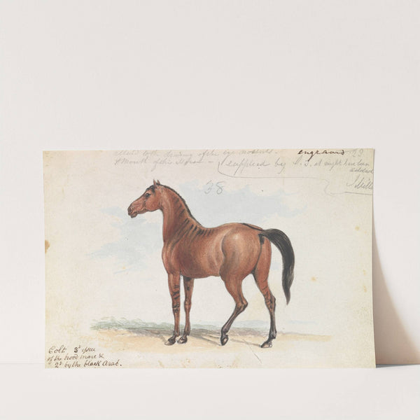 Colt Third Issue of Brood Mare and Second by the Black Arab (1837) by Charles Hamilton Smith
