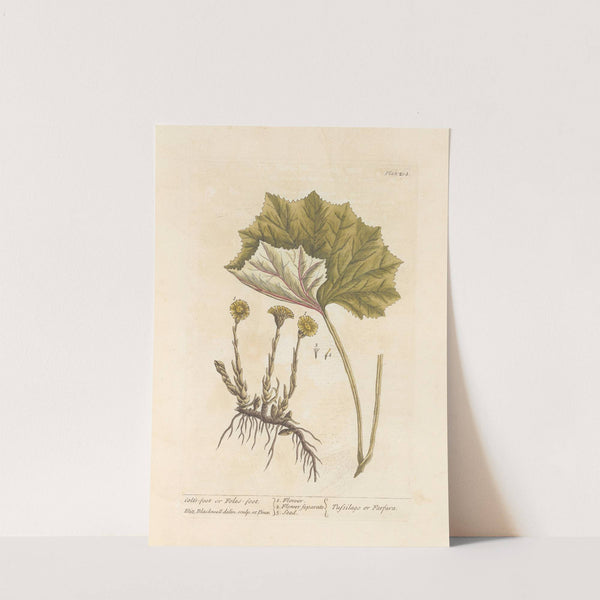 Colt's-foot or foles-foot by Elizabeth Blackwell