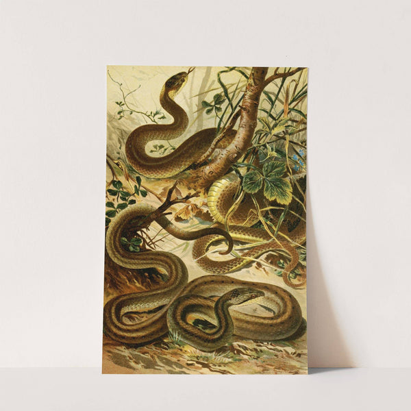 Coluber Aeskulapii, Coronella austriaca by Bruno Dürigen