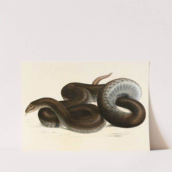 Coluber Canus by Sir Andrew Smith