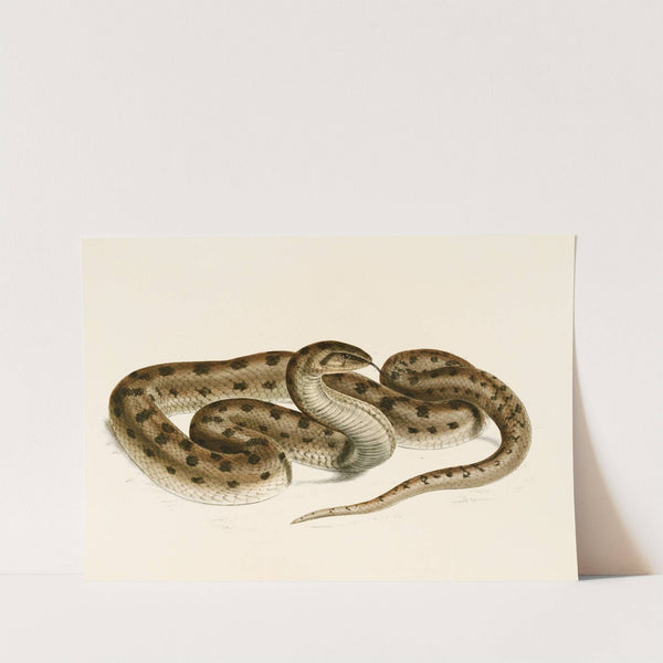 Coluber Canus Var. A by Sir Andrew Smith