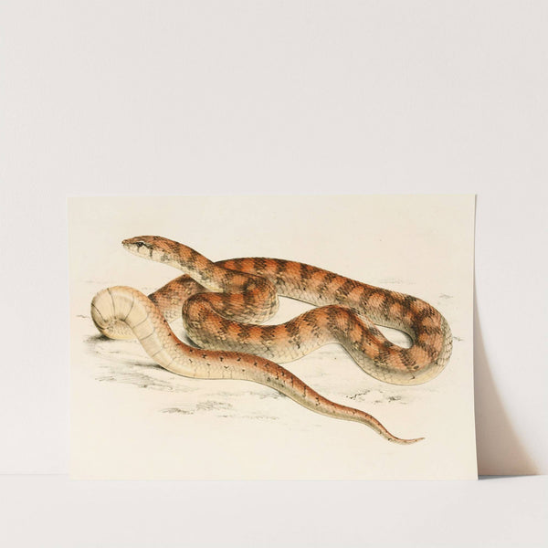 Coluber Canus Var. B by Sir Andrew Smith