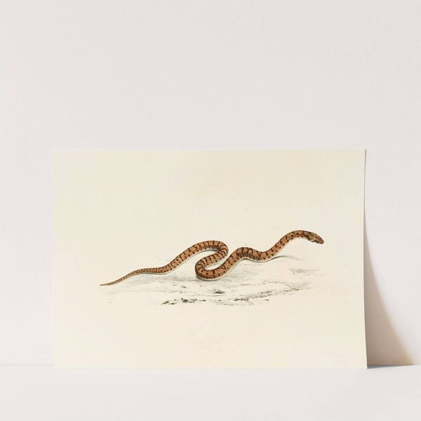 Coluber Canus Young by Sir Andrew Smith