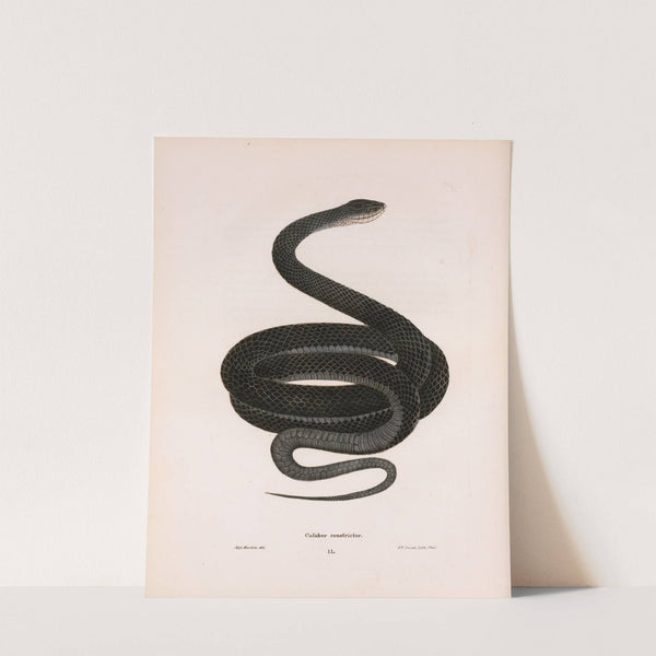 Coluber constrictor. by John Edwards Holbrook