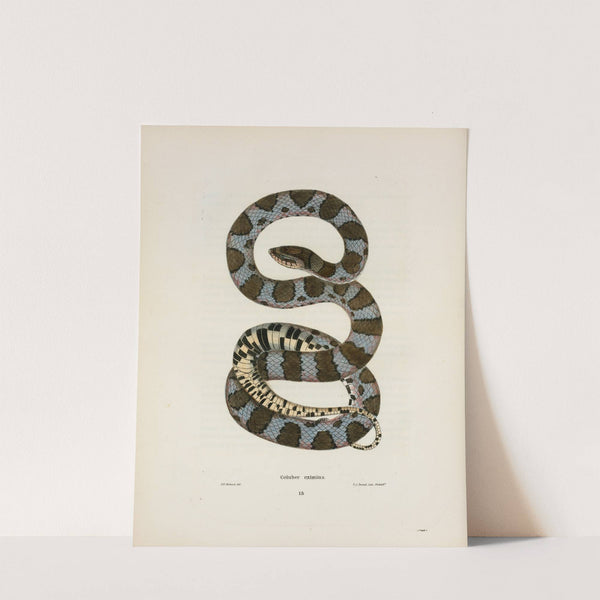 Coluber eximius. by John Edwards Holbrook