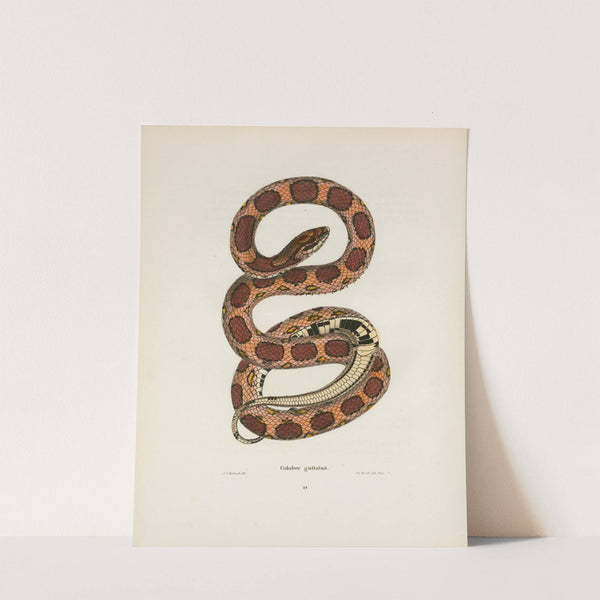 Coluber guttatus. by John Edwards Holbrook