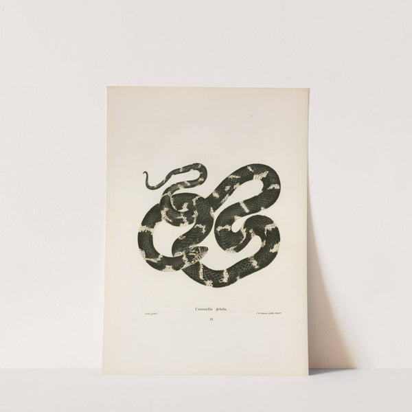 Coluber quadrivittatus. by John Edwards Holbrook