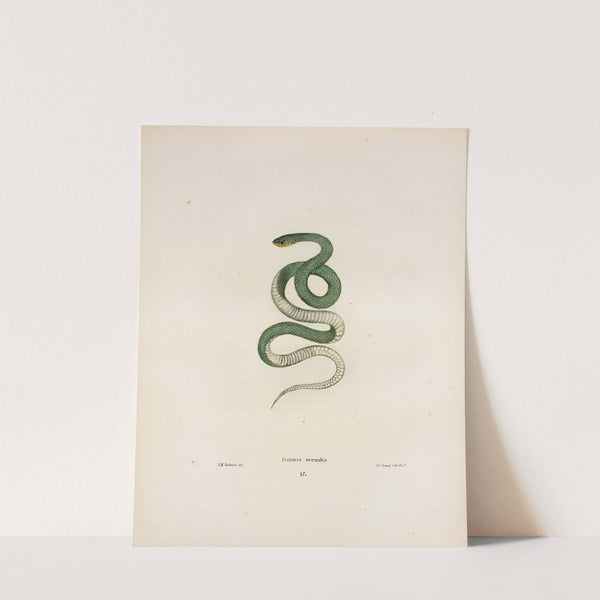 Coluber vernalis. by John Edwards Holbrook