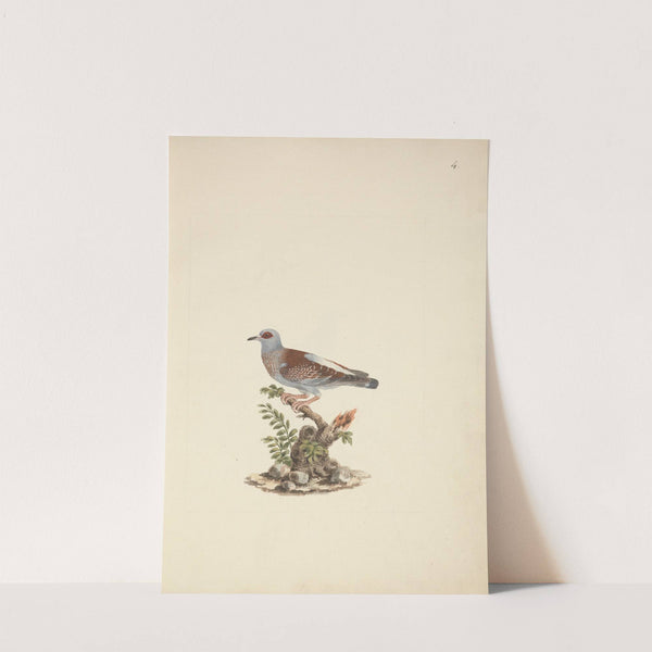 Columba guinea (Speckled Pigeon, African Rock Pigeon) by Luigi Balugani