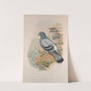 Columba livia. Rock-Pigeon. (1862-1873) by John Gould