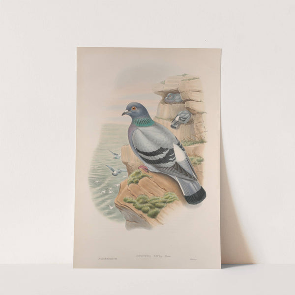 Columba livia. Rock-Pigeon. (1862-1873) by John Gould
