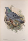 Columba oenas. Stock-Dove. (1862-1873)