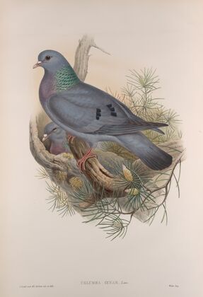 Columba oenas. Stock-Dove. (1862-1873)