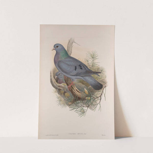 Columba oenas. Stock-Dove. (1862-1873) by John Gould