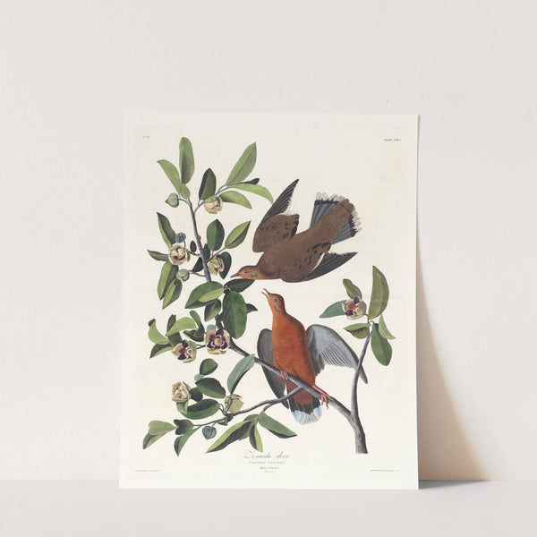 Columba zenaida by John James Audubon