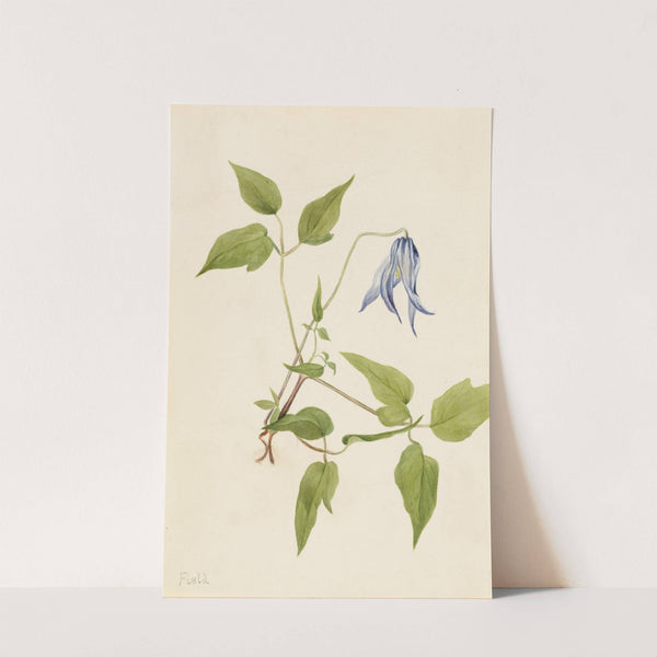 Columbia Clematis (Clematis columbiana) (ca. 1900-1925) by Mary Vaux Walcott