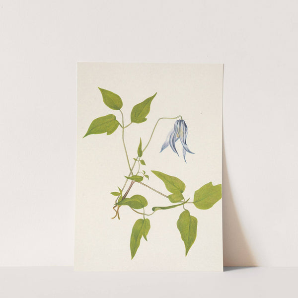 Columbia Clematis (flower). Clematis columbiana (1925) by Mary Vaux Walcott