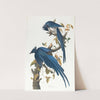 Columbia jay by John James Audubon
