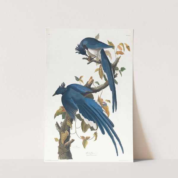Columbia jay by John James Audubon