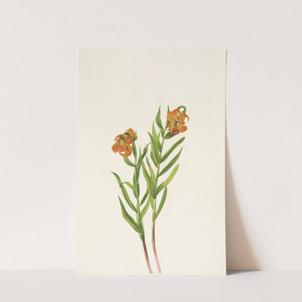 Columbia Lily. Lilium columbianum (1925) by Mary Vaux Walcott