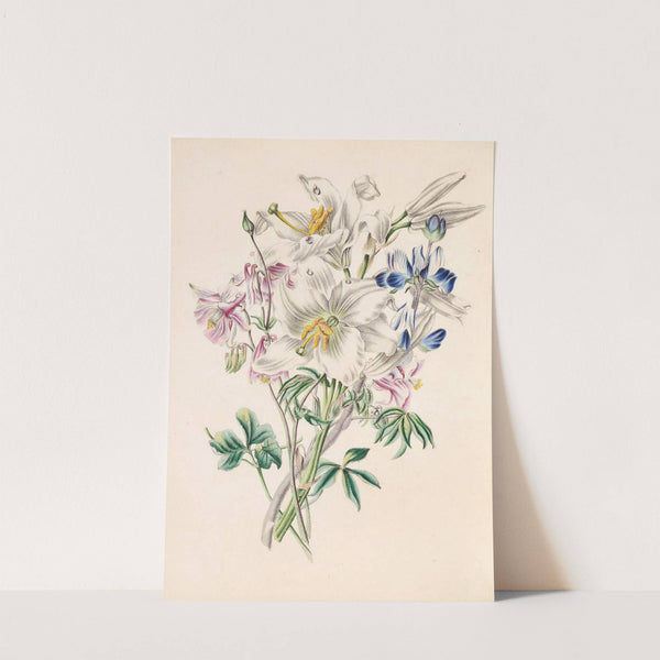 Columbine, White Lily And Lupine by James Ackerman