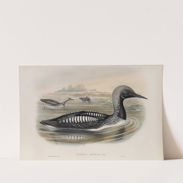 Colymbus arcticus. Black-throated Diver. (1862-1873) by John Gould