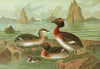 Colymbus auritus L., Gehornter Lappentaucher