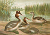 Colymbus cristatus, Grosser Lappentaucher