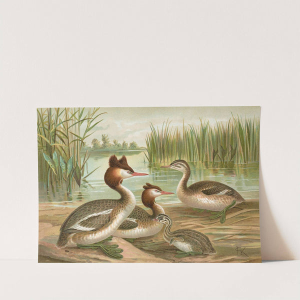 Colymbus cristatus, Grosser Lappentaucher by Johann Friedrich Naumann