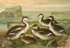 Colymbus cristatus, Grosser Lappentaucher.