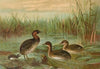 Colymbus fluviatilis Tunst., Kleiner Lappentaucher
