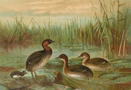 Colymbus fluviatilis Tunst., Kleiner Lappentaucher