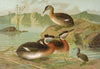 Colymbus griseigena Bodd., Rothalsiger Lappentaucher