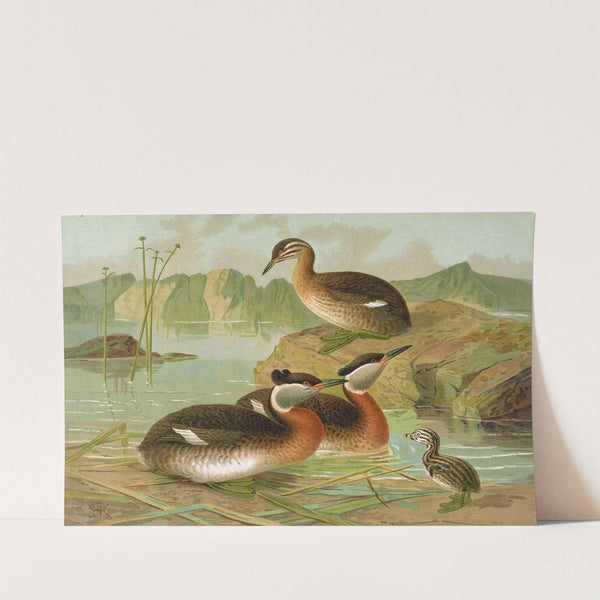 Colymbus griseigena Bodd., Rothalsiger Lappentaucher by Johann Friedrich Naumann