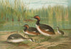 Colymbus nigricollis (Brehm), Schwarzhalsiger Lappentaucher