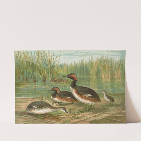 Colymbus nigricollis (Brehm), Schwarzhalsiger Lappentaucher by Johann Friedrich Naumann