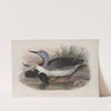 Colymbus septentrionalis. Red-throated Diver. (1862-1873) by John Gould