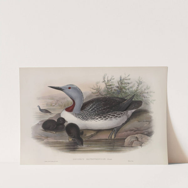 Colymbus septentrionalis. Red-throated Diver. (1862-1873) by John Gould