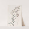 Comb-flowered Sea Lavender by Sydenham Edwards