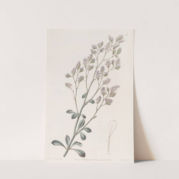 Comb-flowered Sea Lavender by Sydenham Edwards