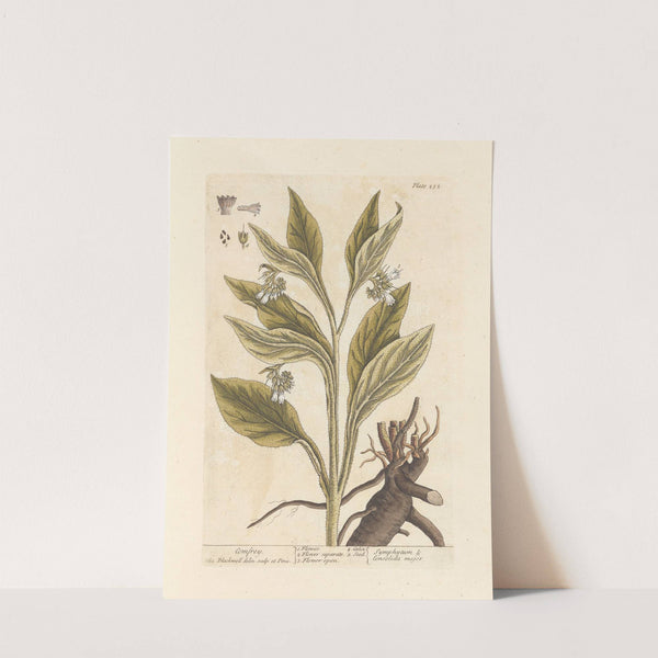 Comfrey by Elizabeth Blackwell